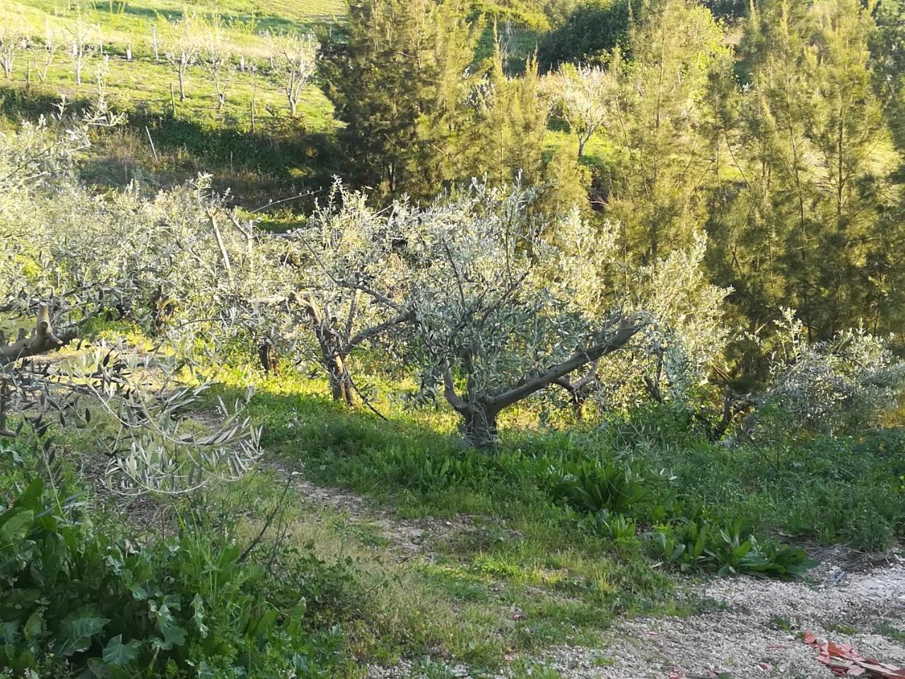 فيلا الكوباسافي Quinta Vale Real المظهر الخارجي الصورة